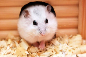 Trošak hrčaka različitih pasmina Trošak hrčaka različitih pasmina